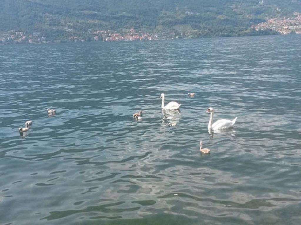 Appartamento Vista Lago - Betta Lezzeno Εξωτερικό φωτογραφία